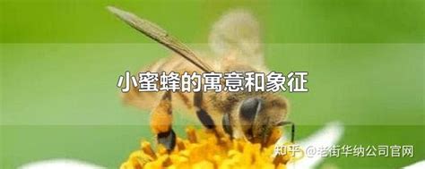 蜜蜂代表什么|蜜蜂代表什么象征意义